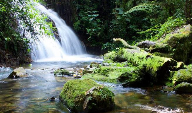 Bwindi & Forest Trails